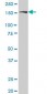 ROCK2 Antibody (monoclonal) (M02)