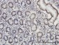 ROD1 Antibody (monoclonal) (M01)