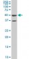 ROD1 Antibody (monoclonal) (M01)