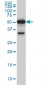 ROD1 Antibody (monoclonal) (M01)
