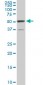 ROD1 Antibody (monoclonal) (M01)