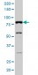 RP13-297E16.1 Antibody (monoclonal) (M02)