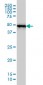 RP6-213H19.1 Antibody (monoclonal) (M01)