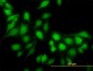 RP6-213H19.1 Antibody (monoclonal) (M02)