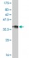 RP6-213H19.1 Antibody (monoclonal) (M02)
