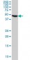 RP6-213H19.1 Antibody (monoclonal) (M02)