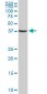 RP6-213H19.1 Antibody (monoclonal) (M02)