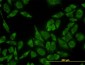 RPL13 Antibody (monoclonal) (M01)