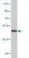 RPL13 Antibody (monoclonal) (M01)