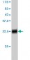 RPL14 Antibody (monoclonal) (M01)