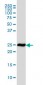 RPL19 Antibody (monoclonal) (M01)