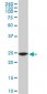 RPL19 Antibody (monoclonal) (M01)