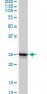 RPL19 Antibody (monoclonal) (M01)