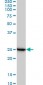 RPL19 Antibody (monoclonal) (M01)