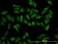 RPL19 Antibody (monoclonal) (M01)