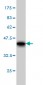 RPL4 Antibody (monoclonal) (M01)