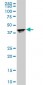 RPL4 Antibody (monoclonal) (M01)