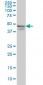 RPL4 Antibody (monoclonal) (M01)