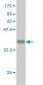 RPL9 Antibody (monoclonal) (M01)