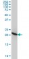 RPL9 Antibody (monoclonal) (M01)