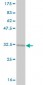 RPS15 Antibody (monoclonal) (M01)