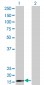 RPS15 Antibody (monoclonal) (M01)