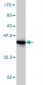 RPS19 Antibody (monoclonal) (M01)