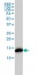 RPS19 Antibody (monoclonal) (M01)