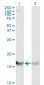 RPS19 Antibody (monoclonal) (M01)