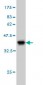 RPS2 Antibody (monoclonal) (M01)