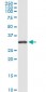 RPS2 Antibody (monoclonal) (M01)