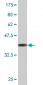 RPS3 Antibody (monoclonal) (M03)