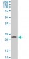 RPS5 Antibody (monoclonal) (M01)