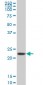 RPS5 Antibody (monoclonal) (M02)