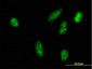 RPS6KA2 Antibody (monoclonal) (M01)