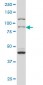 RPS6KA2 Antibody (monoclonal) (M01)