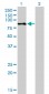 RPS6KA2 Antibody (monoclonal) (M01)