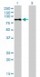 RPS6KA2 Antibody (monoclonal) (M01)