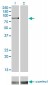 RPS6KA2 Antibody (monoclonal) (M01)