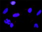 RPS6KA2 Antibody (monoclonal) (M01)