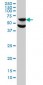 RPS6KB1 Antibody (monoclonal) (M01)