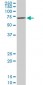 RPS6KB1 Antibody (monoclonal) (M03)