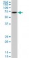 RPS6KB1 Antibody (monoclonal) (M03)