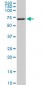 RPS6KB1 Antibody (monoclonal) (M04)