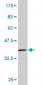 RPS7 Antibody (monoclonal) (M03)