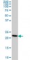 RPS7 Antibody (monoclonal) (M03)