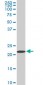 RPS7 Antibody (monoclonal) (M03)