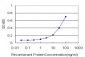 RPS7 Antibody (monoclonal) (M03)