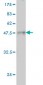 RPSA Antibody (monoclonal) (M01A)