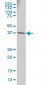 RPSA Antibody (monoclonal) (M01A)